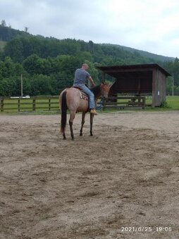 Quarter horse klisna - 3