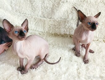 Kanadský sphynx - 3