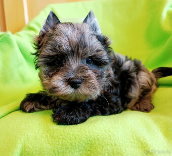 Jorkšírský teriér - pejsci - 3