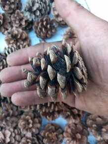 Borové šišky - 3