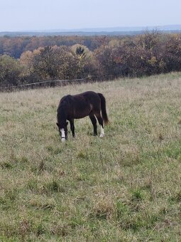Prodám Welsh padr bret - 3