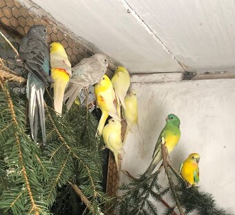 Prodam Papoušek zpěvavy - 3