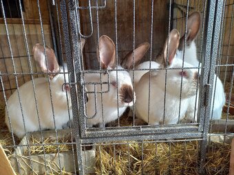 prodám králíky - 3