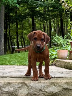Rhodéský Ridgeback, kluci s PP - 3