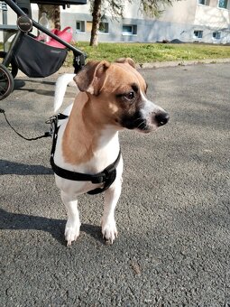Jack Russell - 3