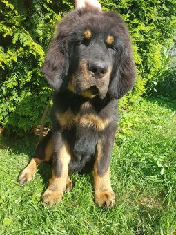 Tibetská doga štěňátka s průkazem původu - 3