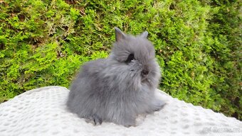 Zakrslý králík, králíček-(TEDDY)-OLAF,OLIVER,OLINA - 3
