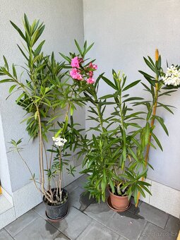 Oleander - 3