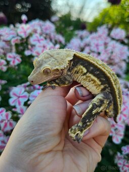 Pagekon řasnatý / ciliatus - 3