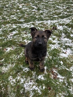 Německý ovčák - štěňatas PP - 3