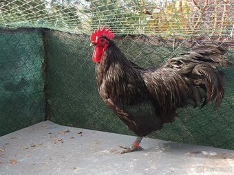 Kohouti Australka velká - 3