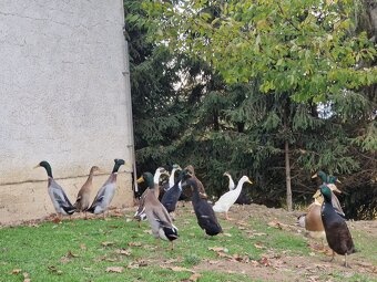 Indický běžec - 3