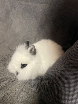 Prodám zakrslé králíčky - 3