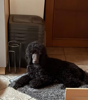 Pudl velký - královský - 3