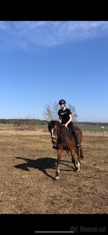 Pronájem valacha - 3