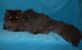 Perský kocour - 3