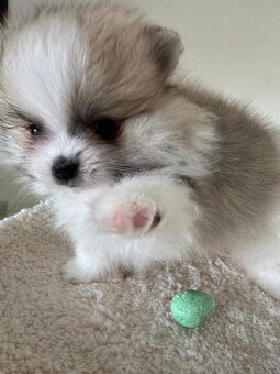 Pomeranian s p.p - 3
