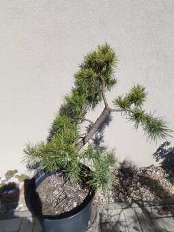 Tvarovaný strom, bonsai, niwaki, yamadori - 3