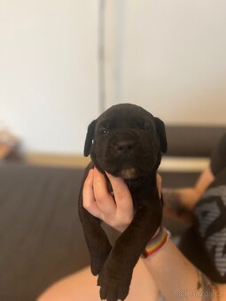 Štěně cane corso - 3