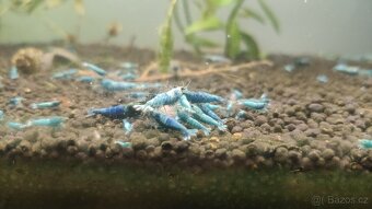 Krevetky Blue Blot - 3