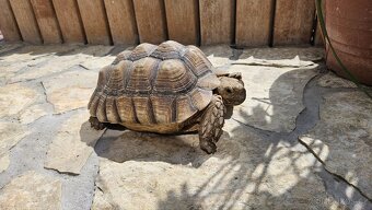 Želva ostruhatá (Geochelone Sulcata) samec 25cm plastron - 3