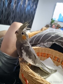 Korela ochočená - samičky - 3