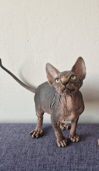 Kanadský sphynx bez PP - kluk - 3