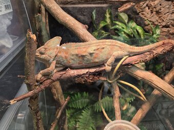 chameleon Jemenský + terarium - 3
