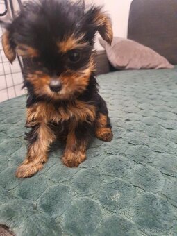 Jorkšírský Yorkšírský teriér - 3