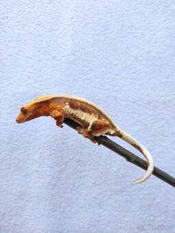 pagekon řasnatý, terárium - 3