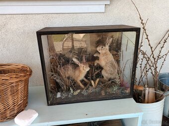 Rarita Starožitný 2x vycpaný zajíc mládě aranžmá ve vitríně - 3