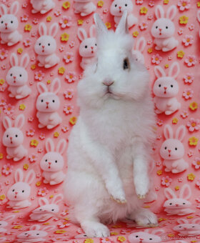 Zakrslý králíček krátkouchý sameček rex LT modrá očka. - 3