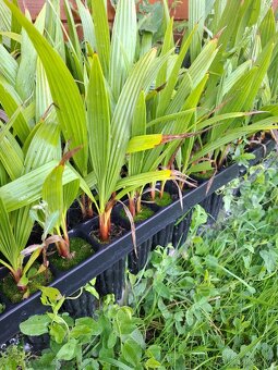 palmy washingtonia - 3