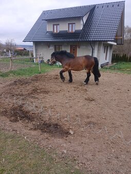 Prodám hřebečka - 3