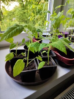 Prodám sazenice rajčat 🍅 - 3