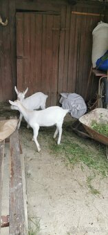 Koza na prodej. - 3