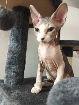 Sphynx koťátko - 3