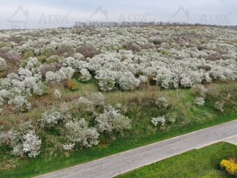Exkluzivně nabízíme k prodeji ovocný sad o výměře 1850 m². - 3