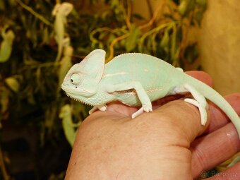 Chameleon jemenský - 3