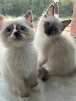 2 poslední kocourci Ragdoll bez pp - 3