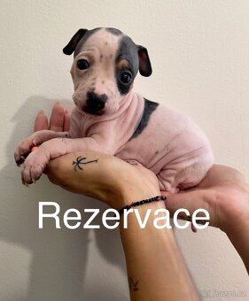 Americký bezsrstý teriér - 3