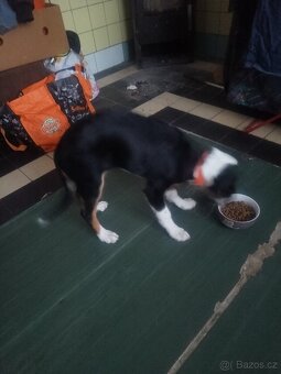 Daruji 3mesicni štěně - 3