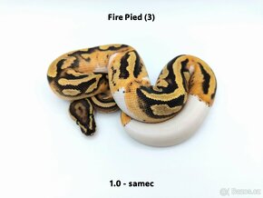 Krajta královská (Python regius) - mláďata - 3