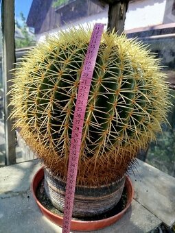 Echinocactus - 3