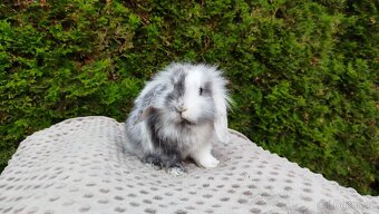Zakrslý beránek, králíček, králík - MARIUS - 3