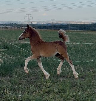 🌟 Hřebeček Welsh Cob v atraktivní barvě 🌟 - 3