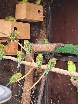 Andulka vlnkovaná. Přírodní čistý chov - 3