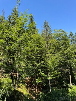 Prodám lesní pozemky v k.ú. Krásná pod Lysou Horou - 3