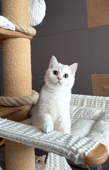 Koťátka britské kočky s PP - 3