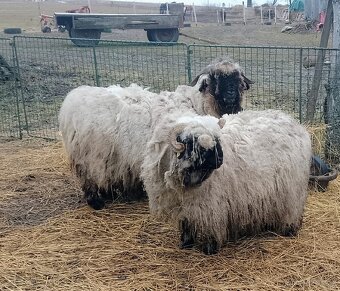 Ovce walliserska - 3